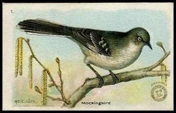 1 Mockingbird